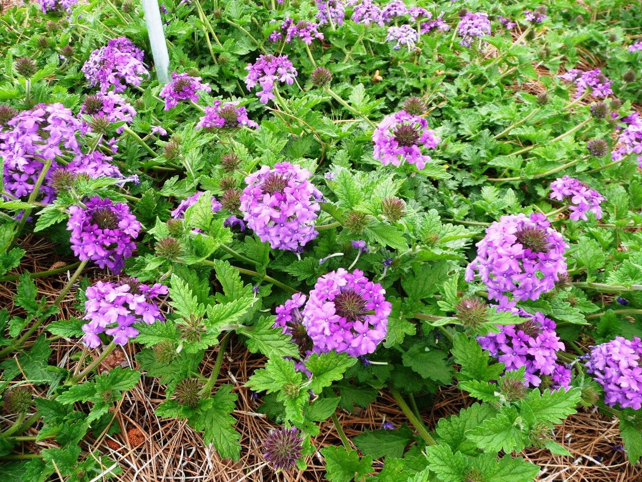 Homestead Purple verbena is a Louisiana Super Plant