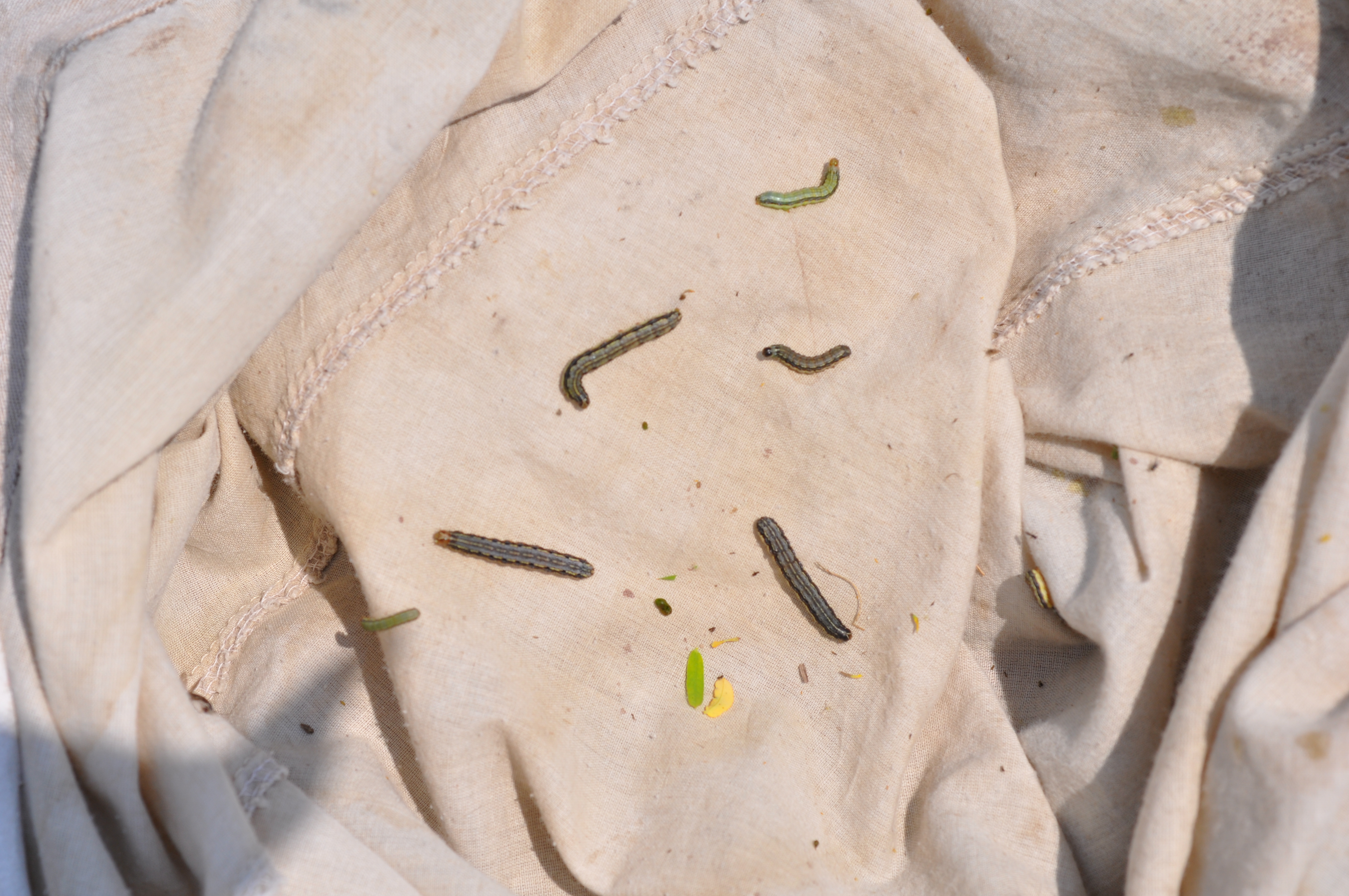 Fall armyworm larvae caught with sweep net.