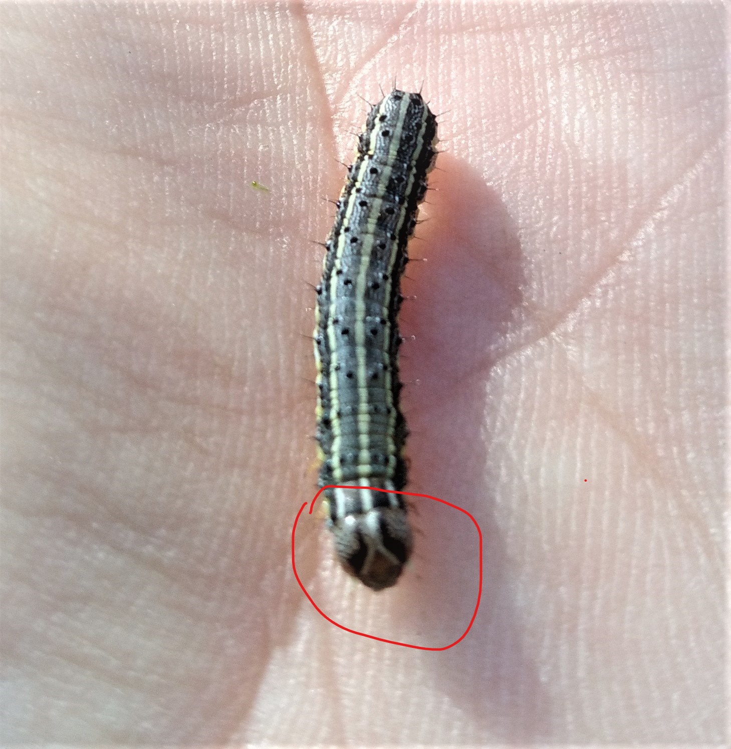 Roots, Shoots, Fruits & Flowers: Managing Spiders, Armyworms, & Walnut Caterpillars (Again)