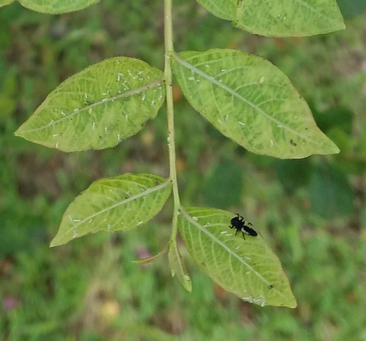 20200723_110915-cropped2jpg