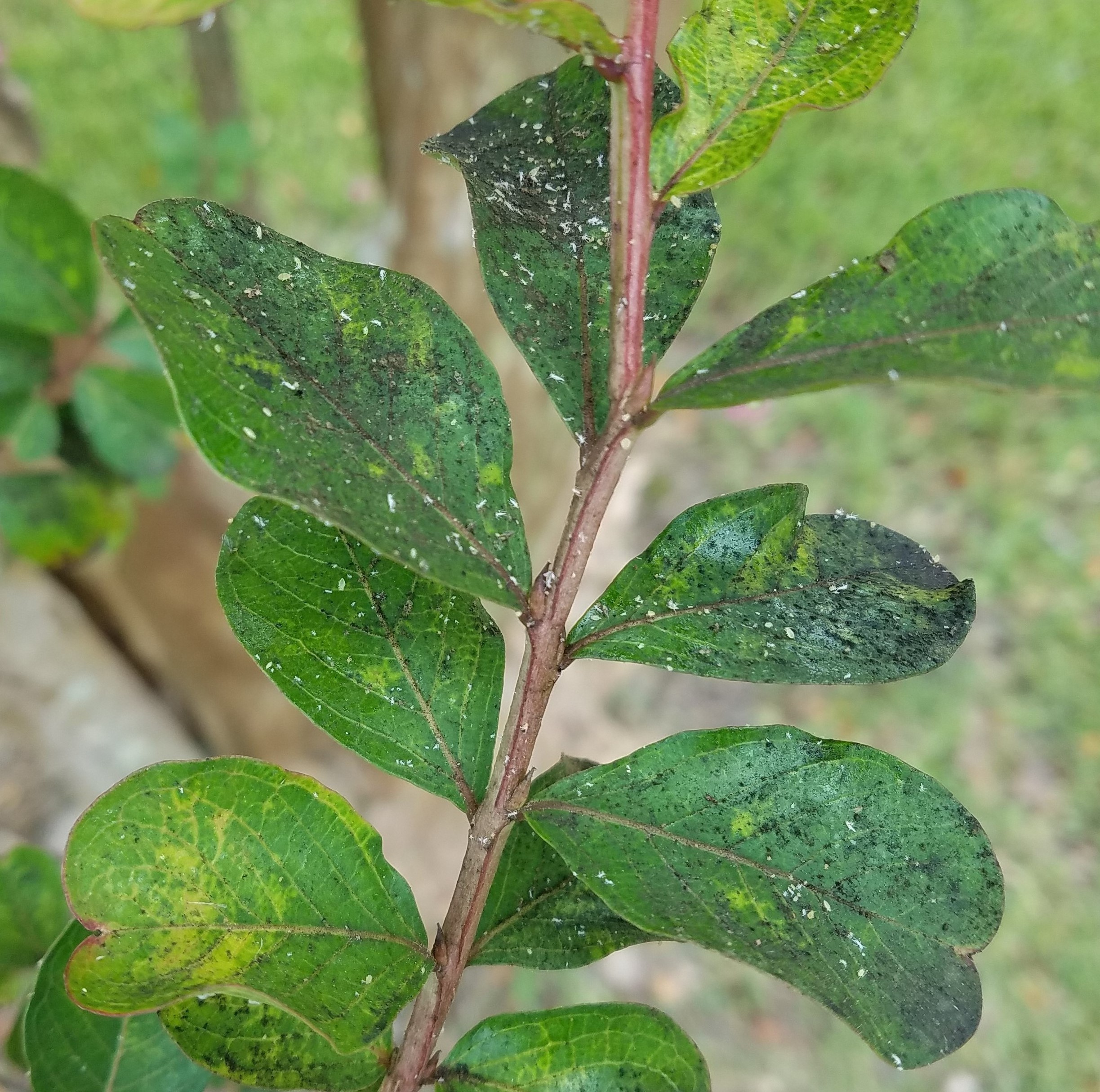 What Causes Sooty Mold and What to Do About It