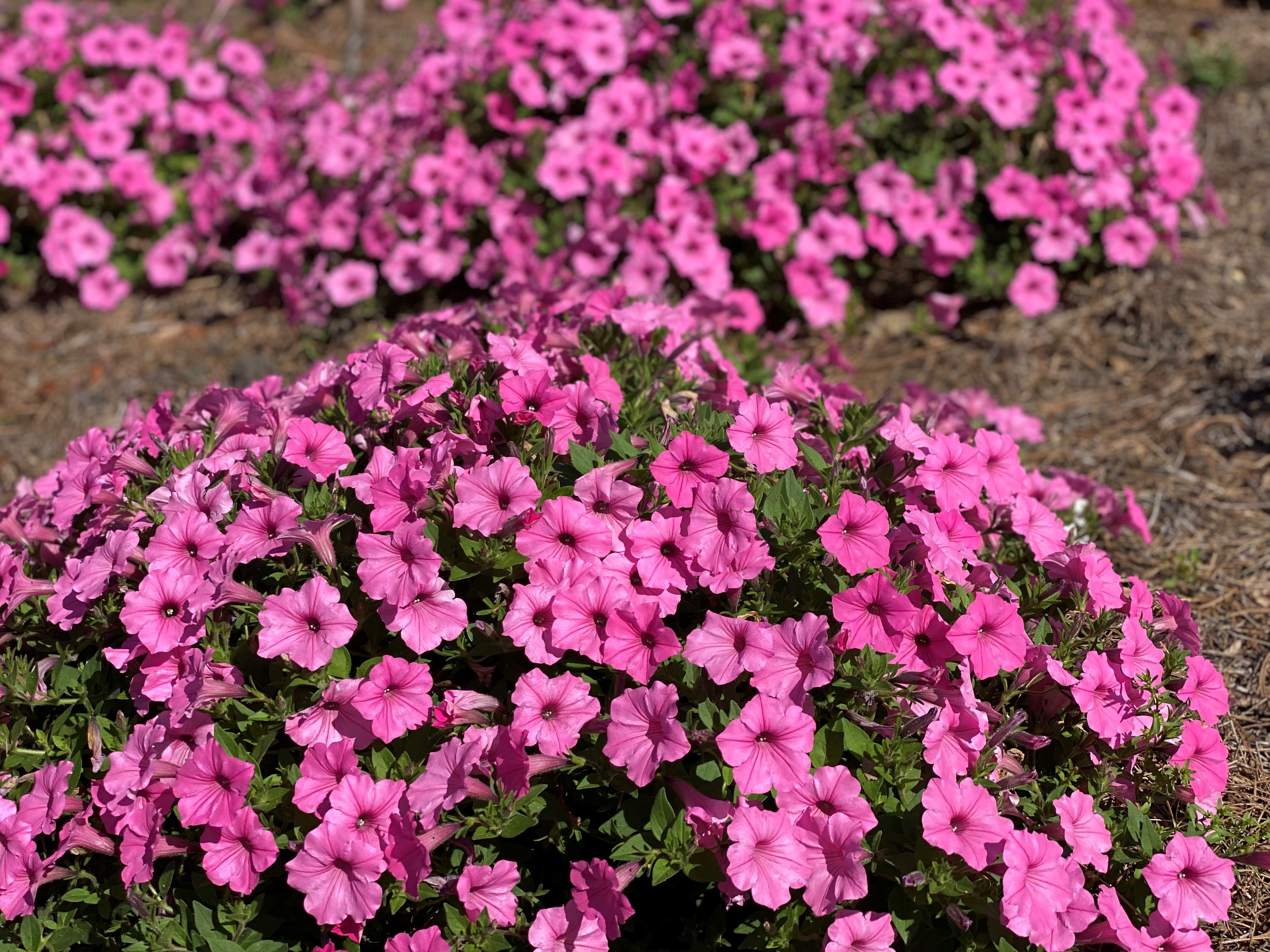 Pretty petunias that take the heat
