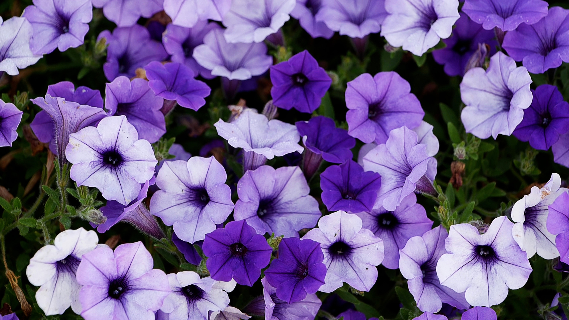 Indigo.