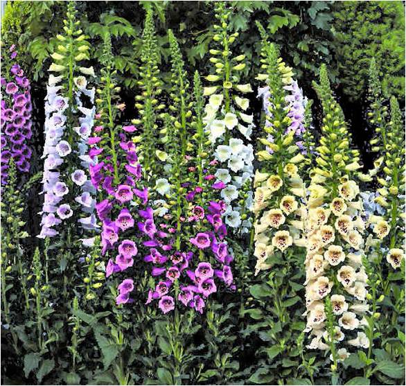 Camelot Foxglove -- Louisiana Super Plant Fall 2010