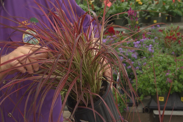 Fireworks purple fountain grass is a care-free Super Plant