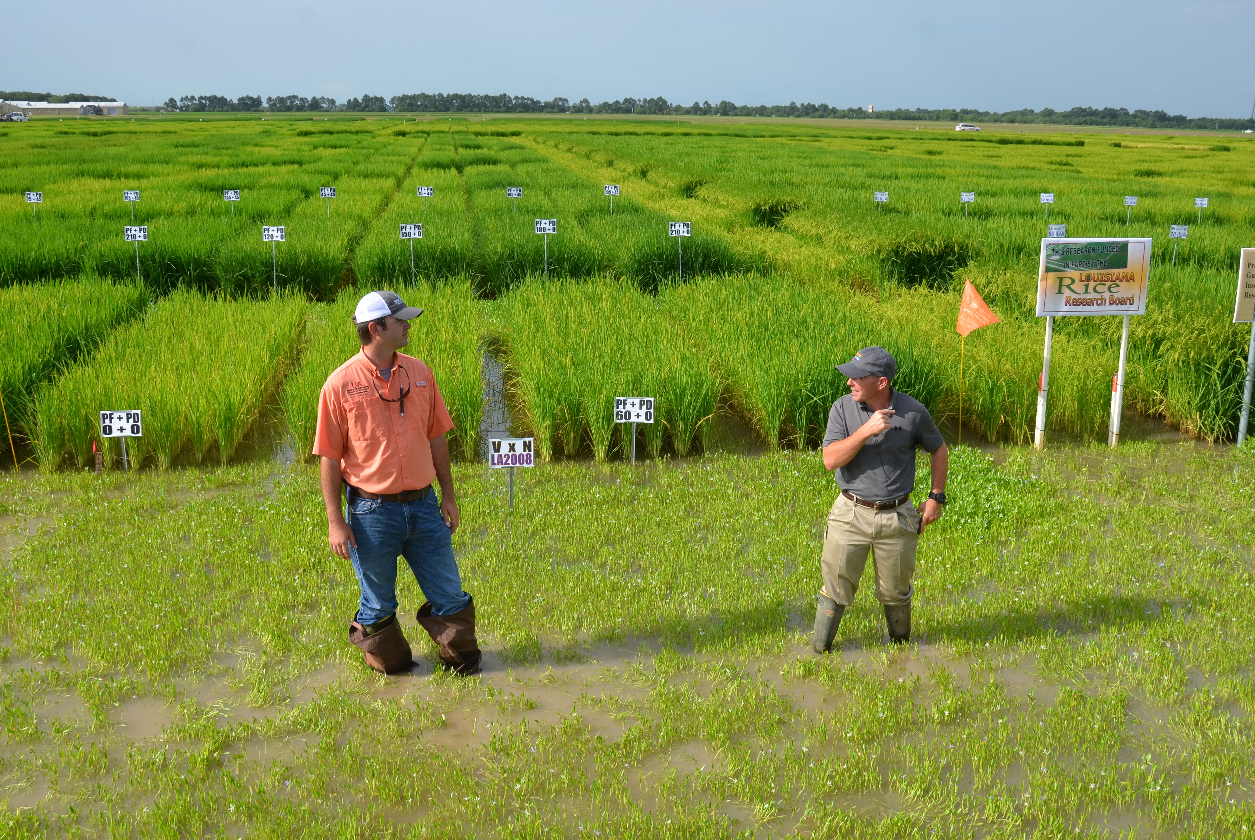 Rice farmers learn about latest research at July 1 field day