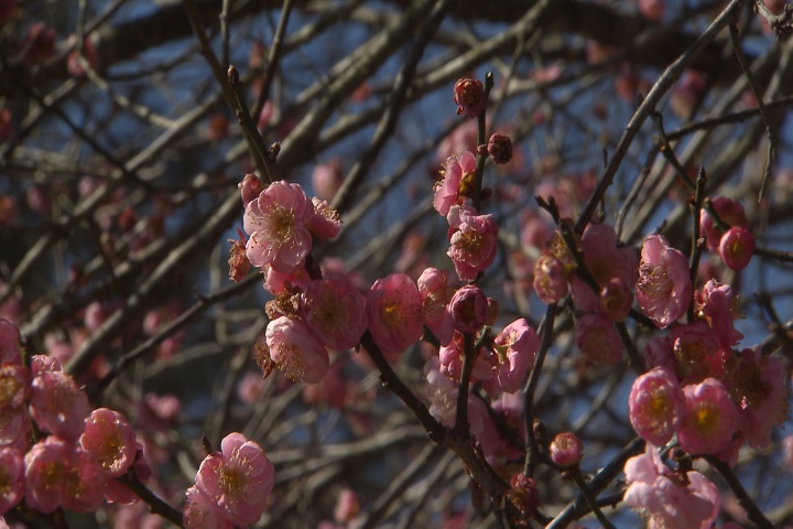 Japanese flowering apricot trees provide beautiful flowers