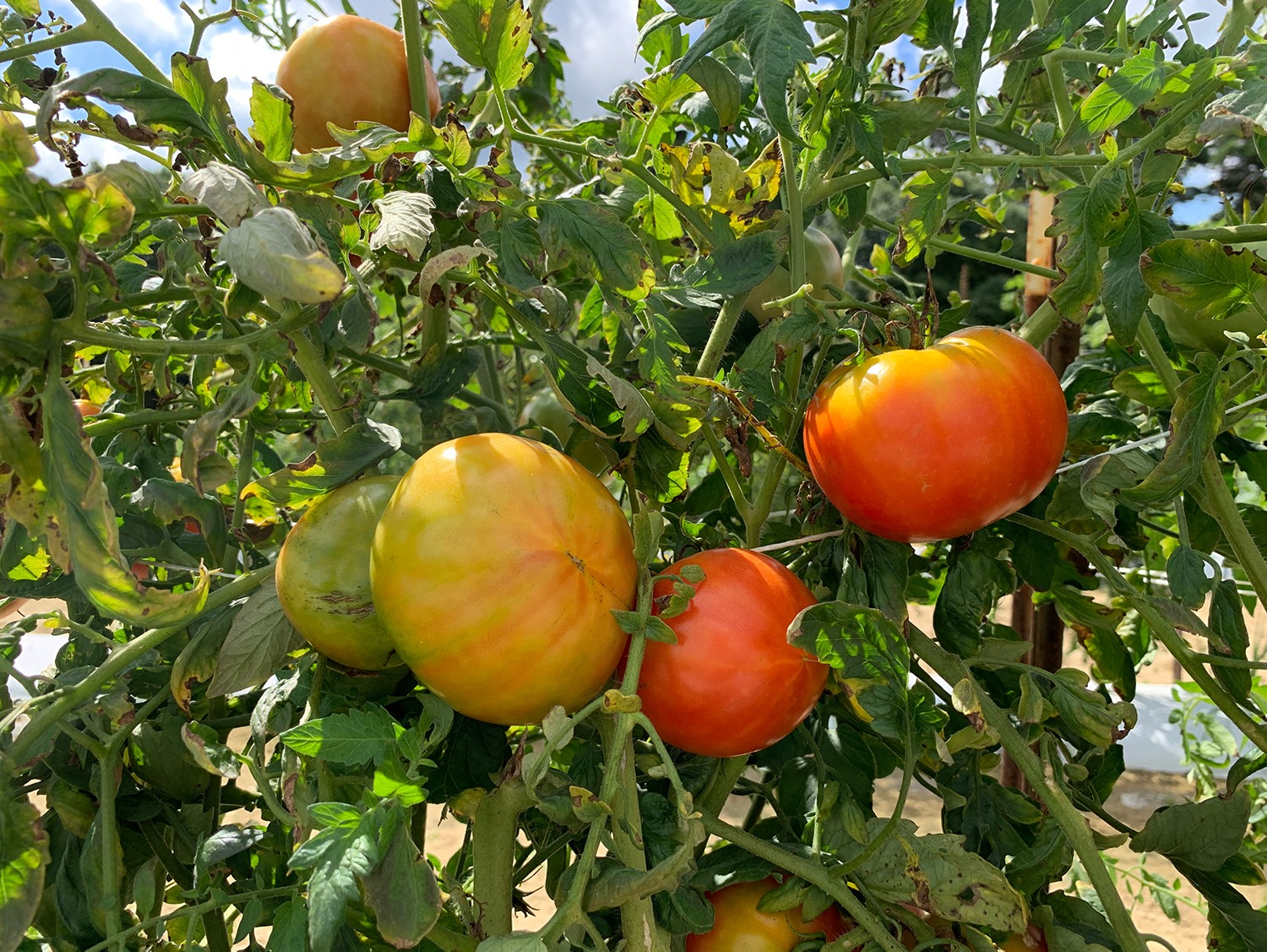 LSU AgCenter offers financial, marketing training for new farmers