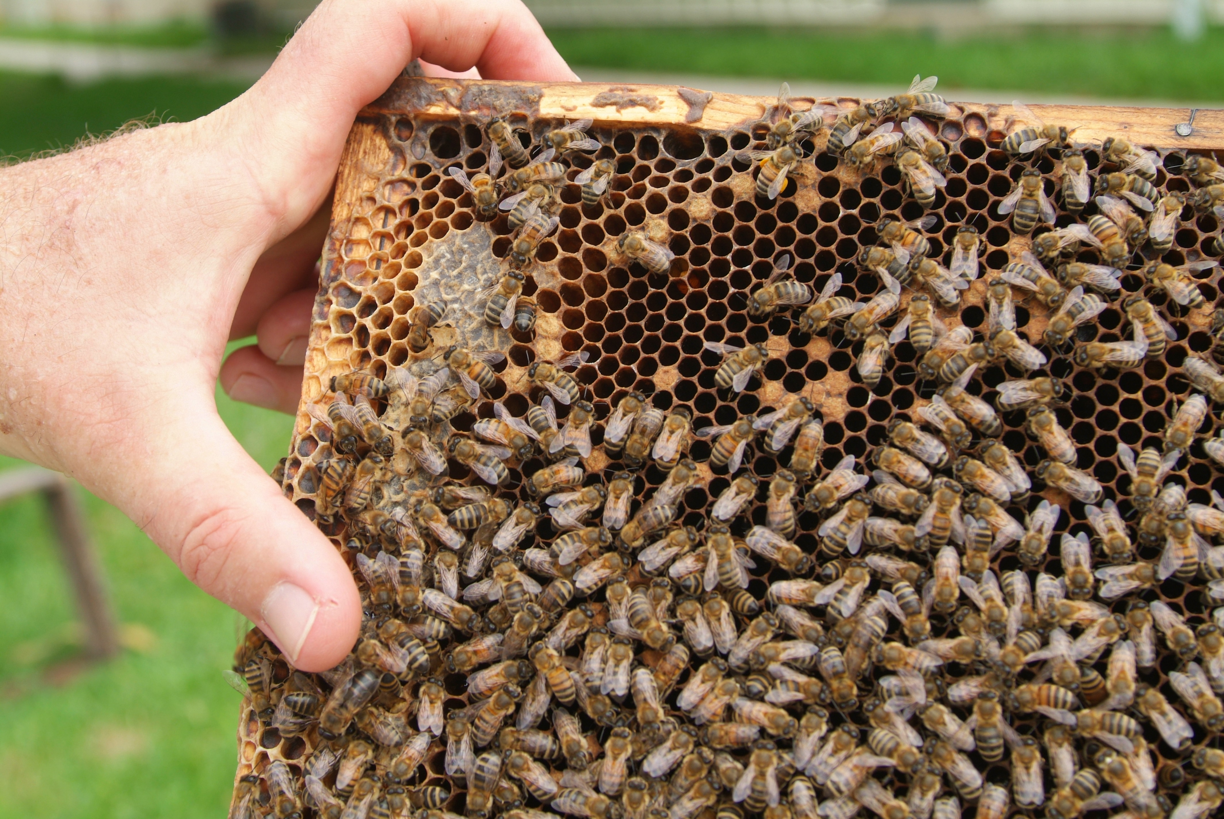Cattle producers, beekeepers encouraged to collaborate 