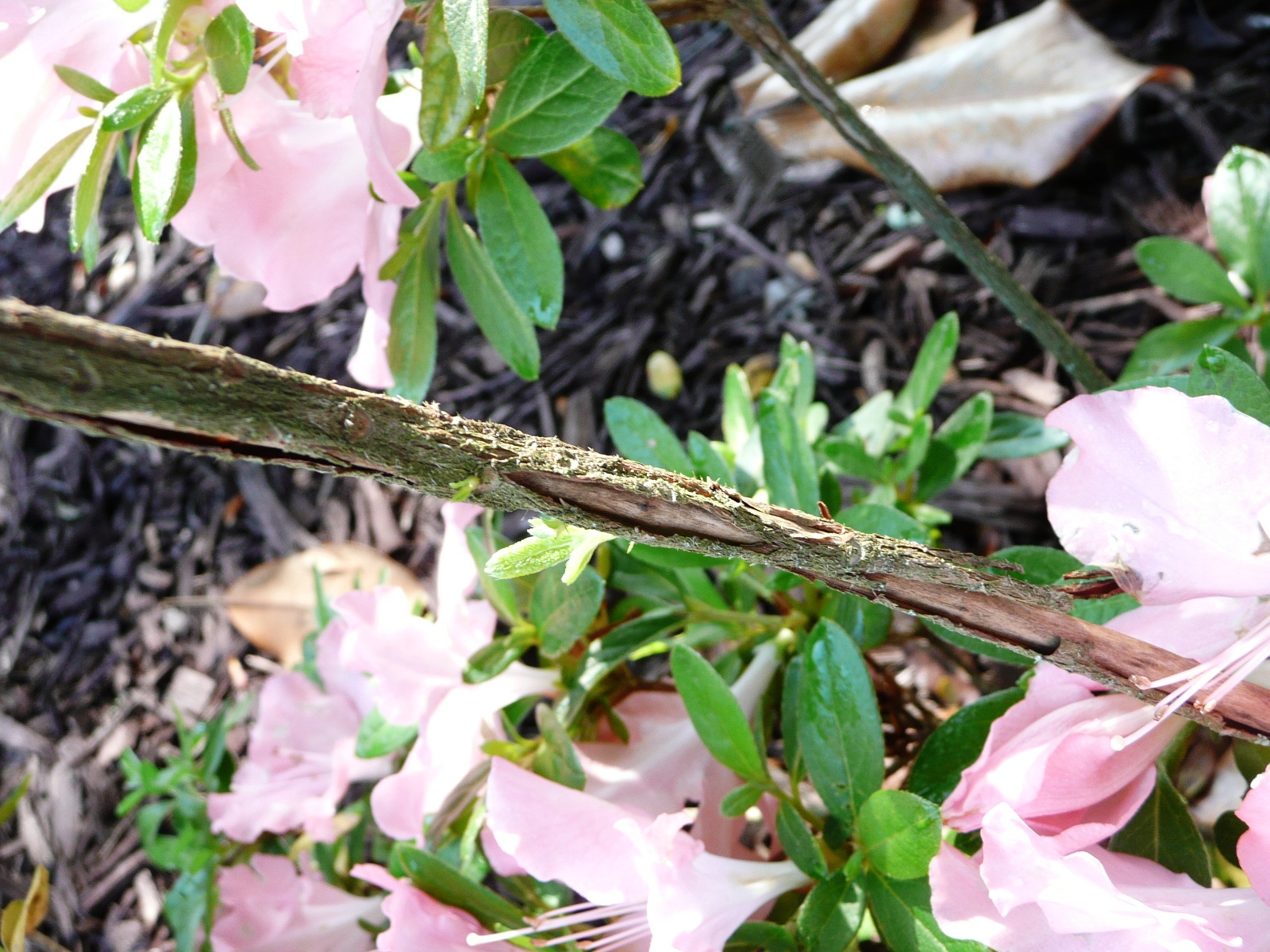 Azaleas may look unhealthy in mid, late winter