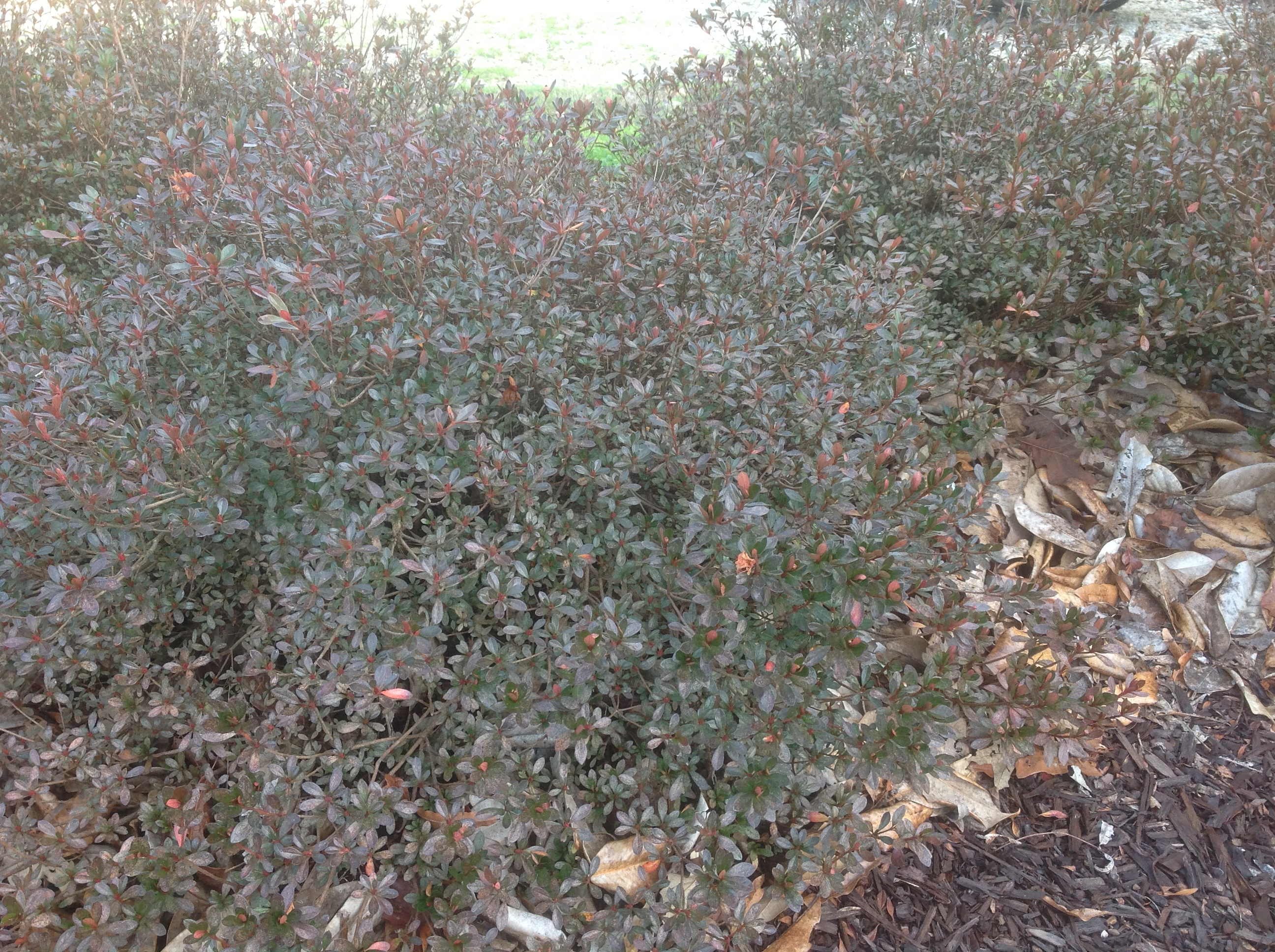 bronzy-purple foliage