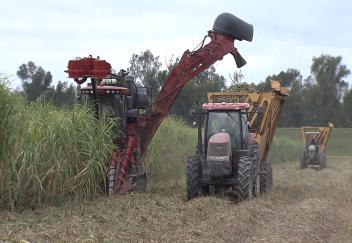 Rainfall sets back promising sugarcane crop