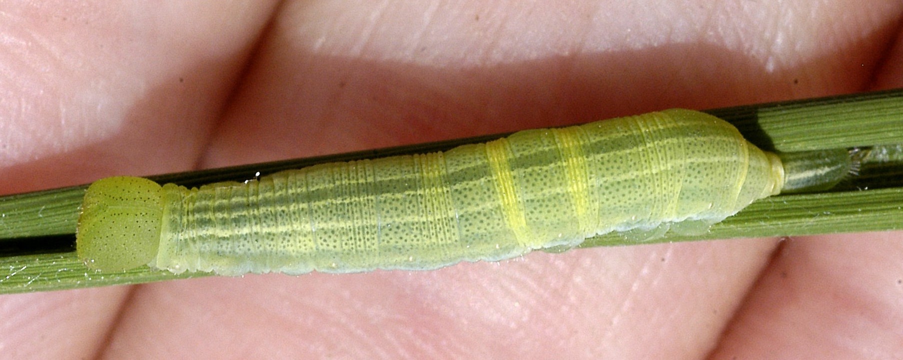 Skipper larva on a rice leaf.