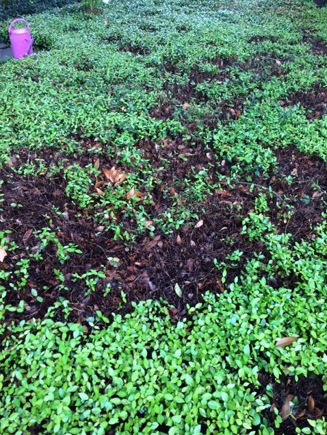 Problem With Asian Jasmine