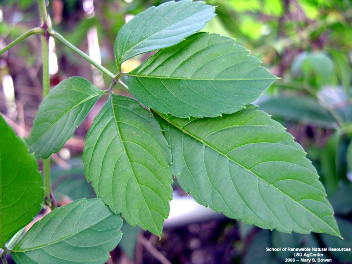 Brushkiller vine