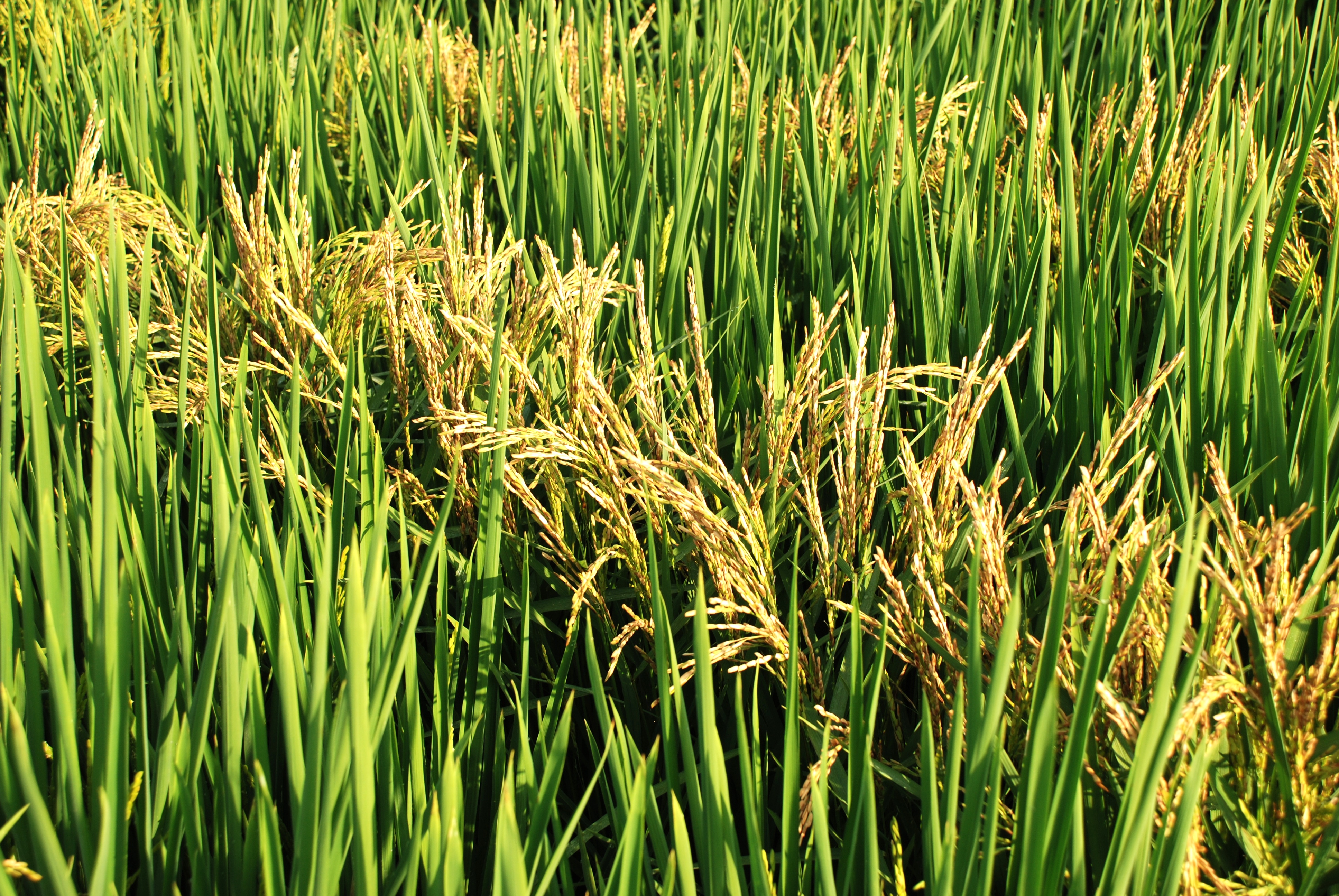 Resistant and Susceptible Varieties