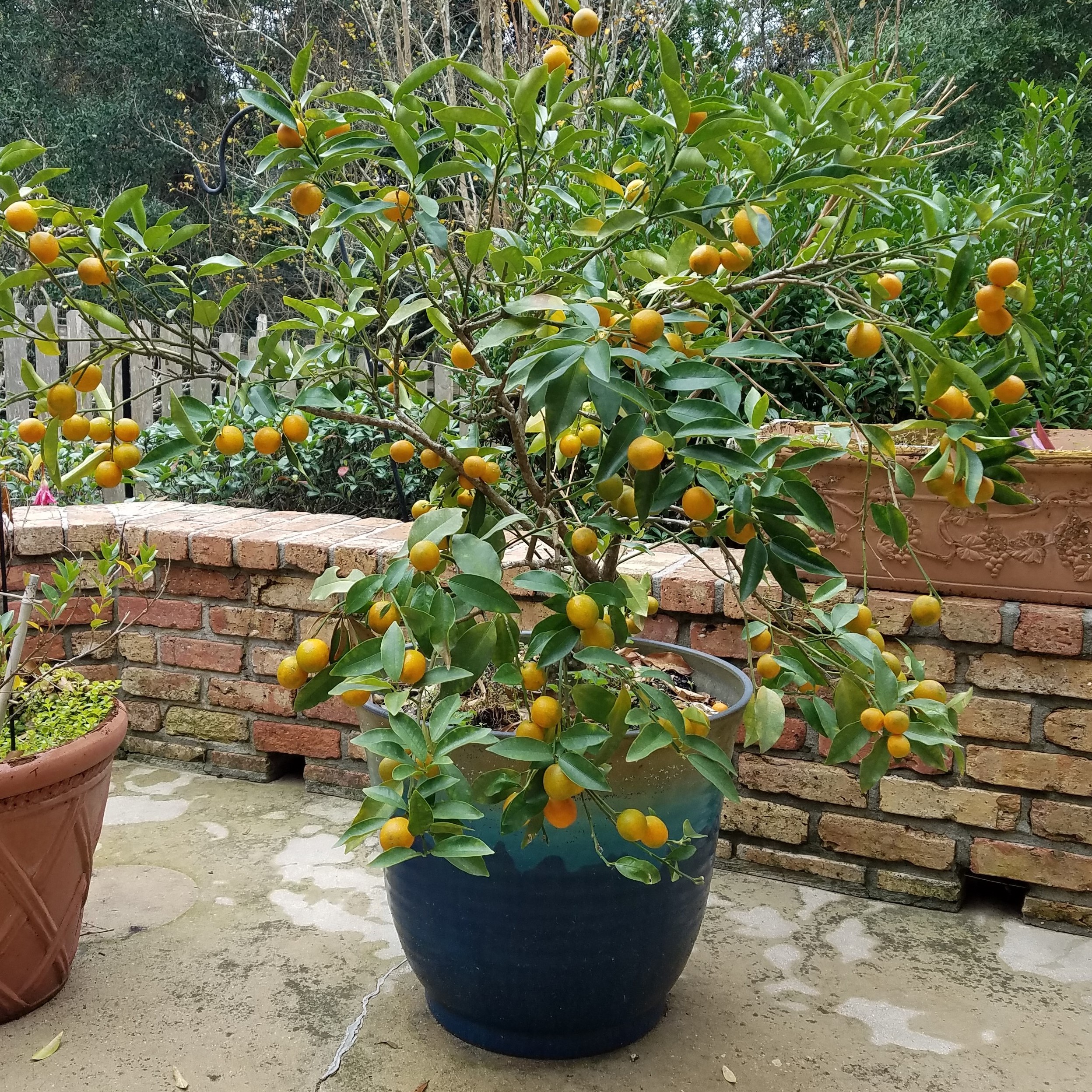 An Orchard on the Patio: Growing Fruit Plants in Containers