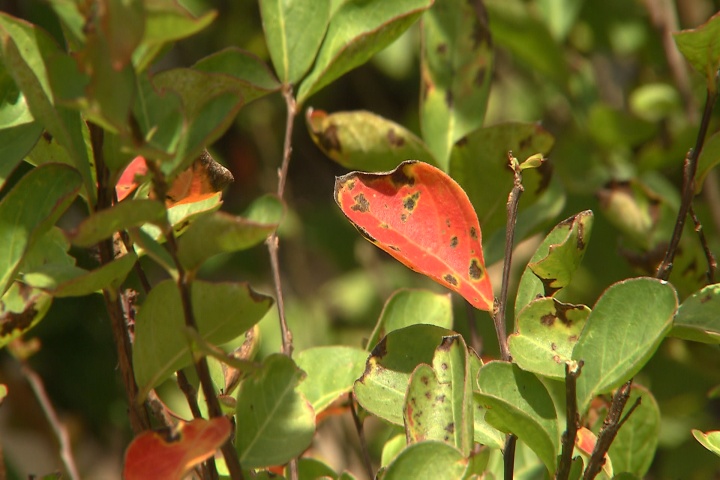 Cercospora on crape myrtles not a major problem