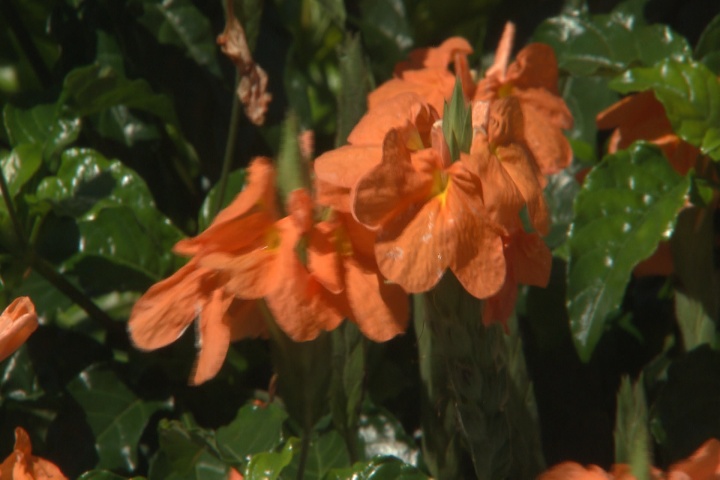 New crossandras flourish inside or out