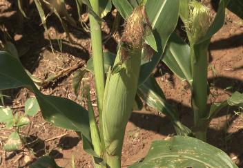 Louisiana corn and cotton crop update 
