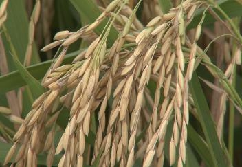 Most Louisiana row crops have successful seasons