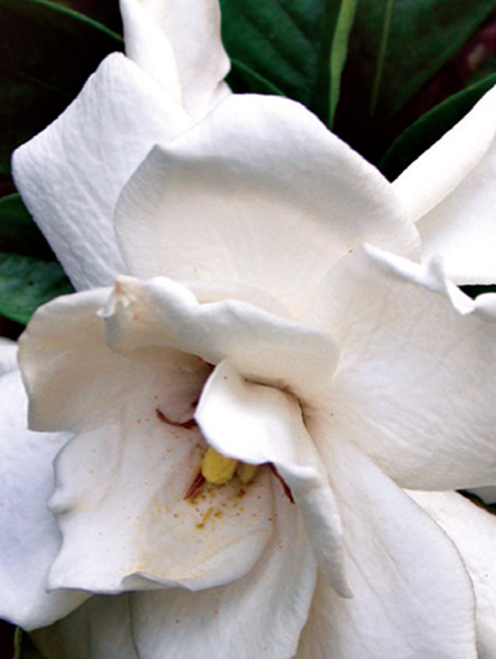 frostproof-gardenia-vert2jpg