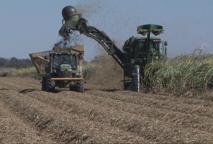 High yields mark 2012 sugarcane harvest