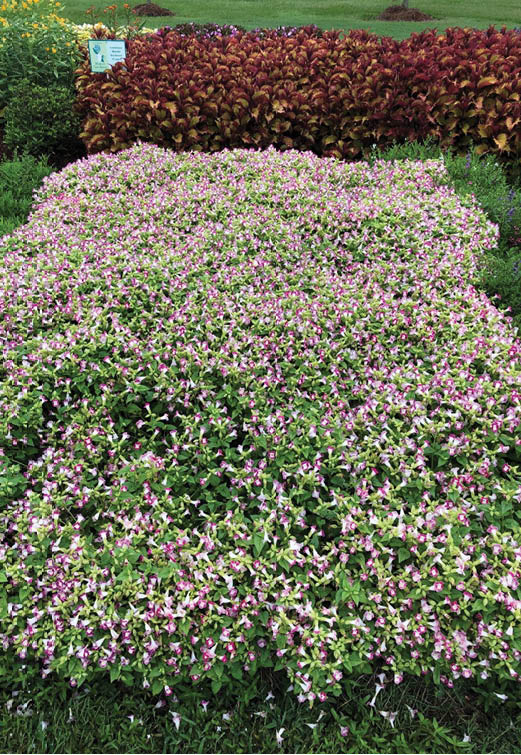 Torenia is a very durable annual sometimes referred to as wishbone flower and is available in seven different colors including blues, whites, pinks, yellows and purples. 