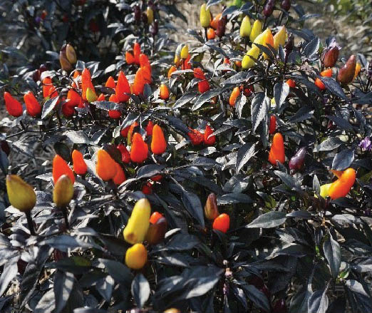 Photo of Ornamental peppers with dark pruple foliage.