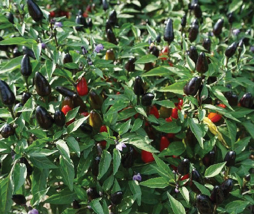 Photo of ornamental purple peppers with light foliage.