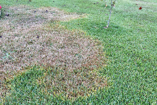 Green lawn with large brown areas of damage.