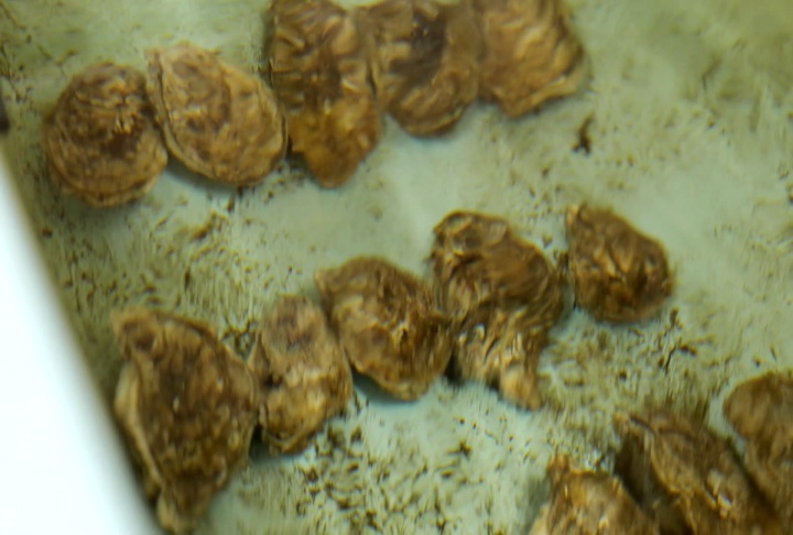 Oyster mapping research looks at determining potential future sites for raising oysters