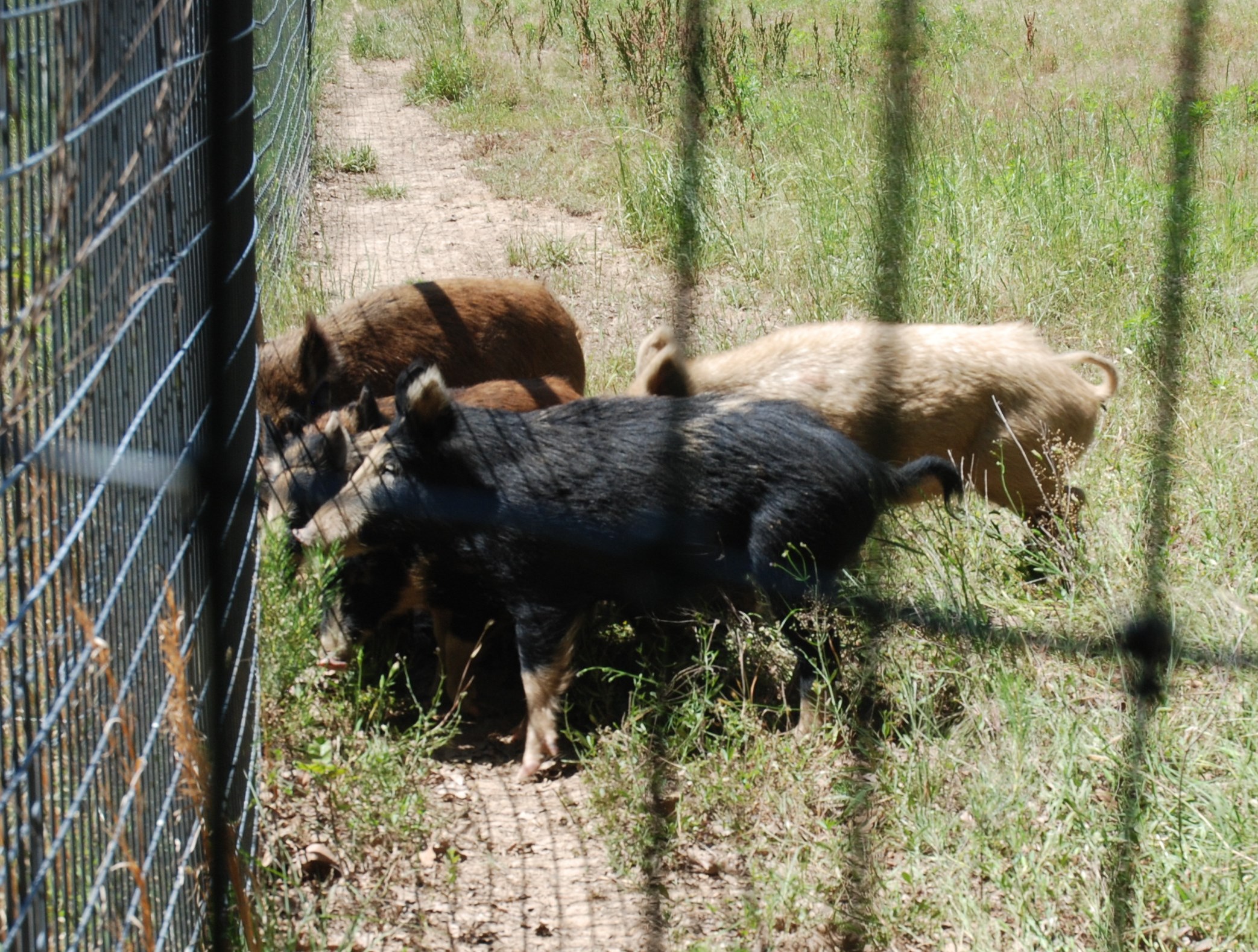 feral hogs