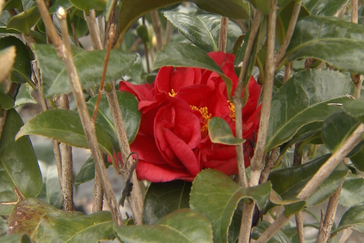Plant hardy shrubs to bring back the green