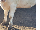 A photo shows the legs of a white cow.
