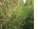 Green grass grows between rows of sugarcane.