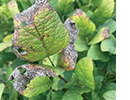 A leaf is brown at its edges.
