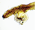 A small parasite is shown attached to a plant root.