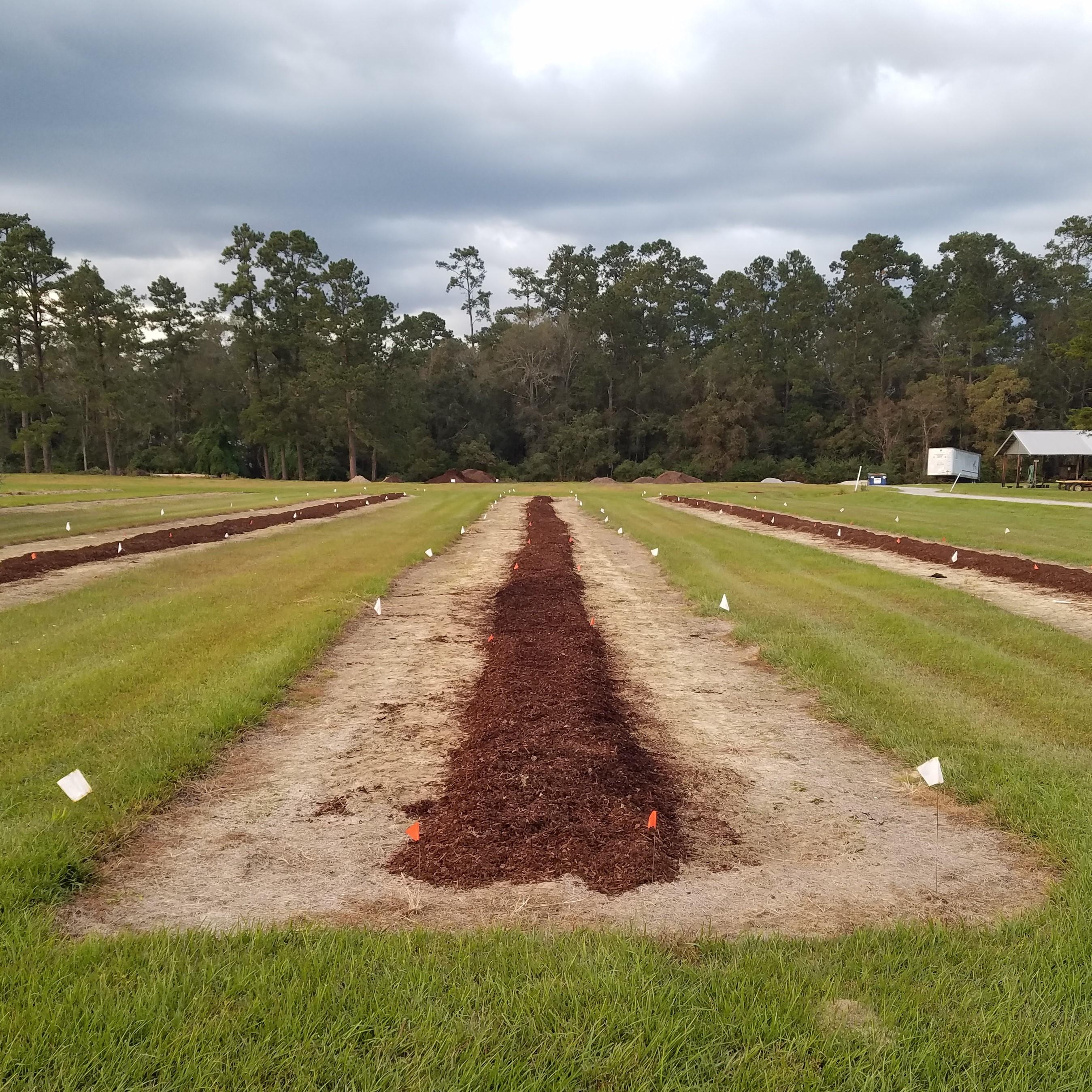 row of mulch on the surface of the soil