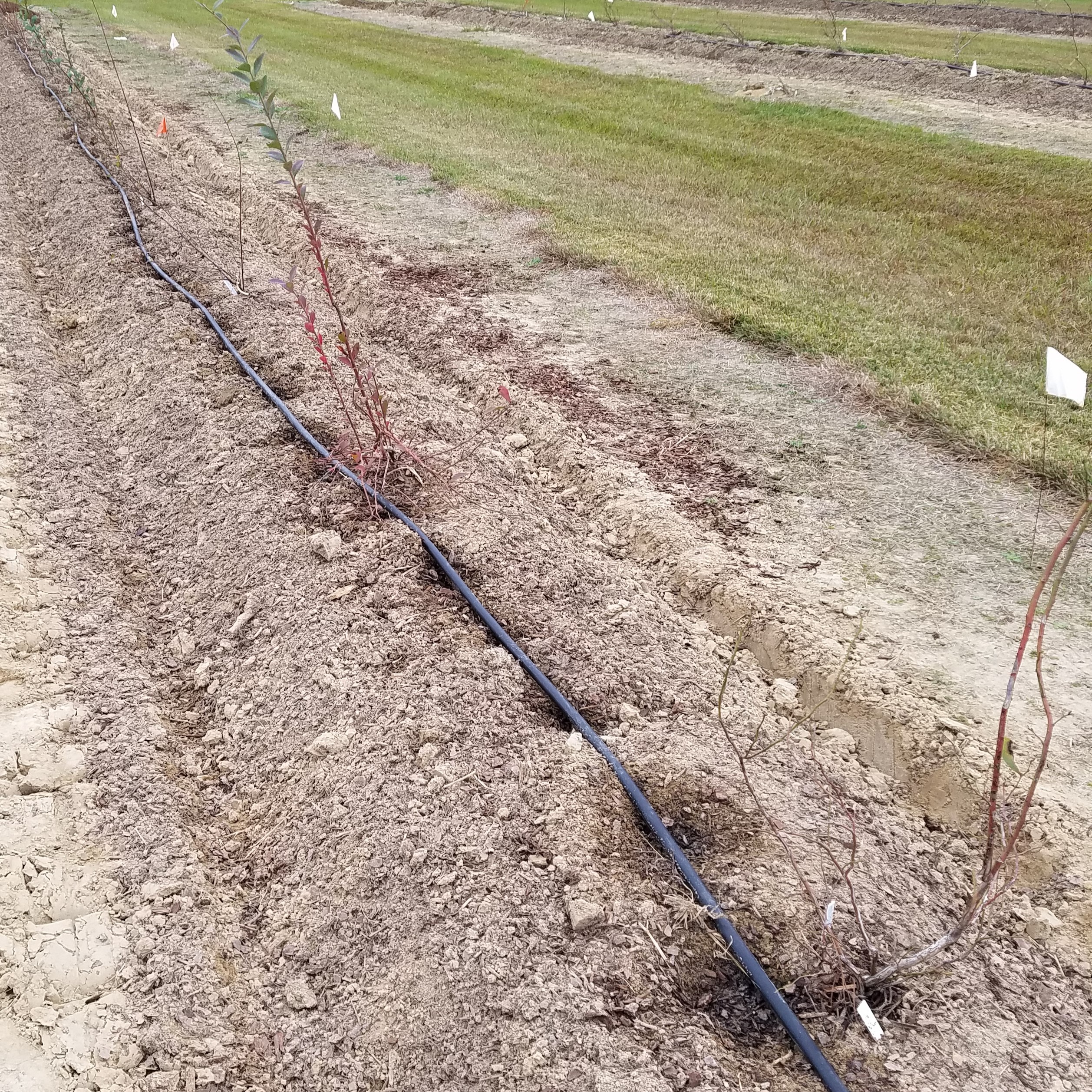 newly planted blueberry plants and drip irrigation tubing