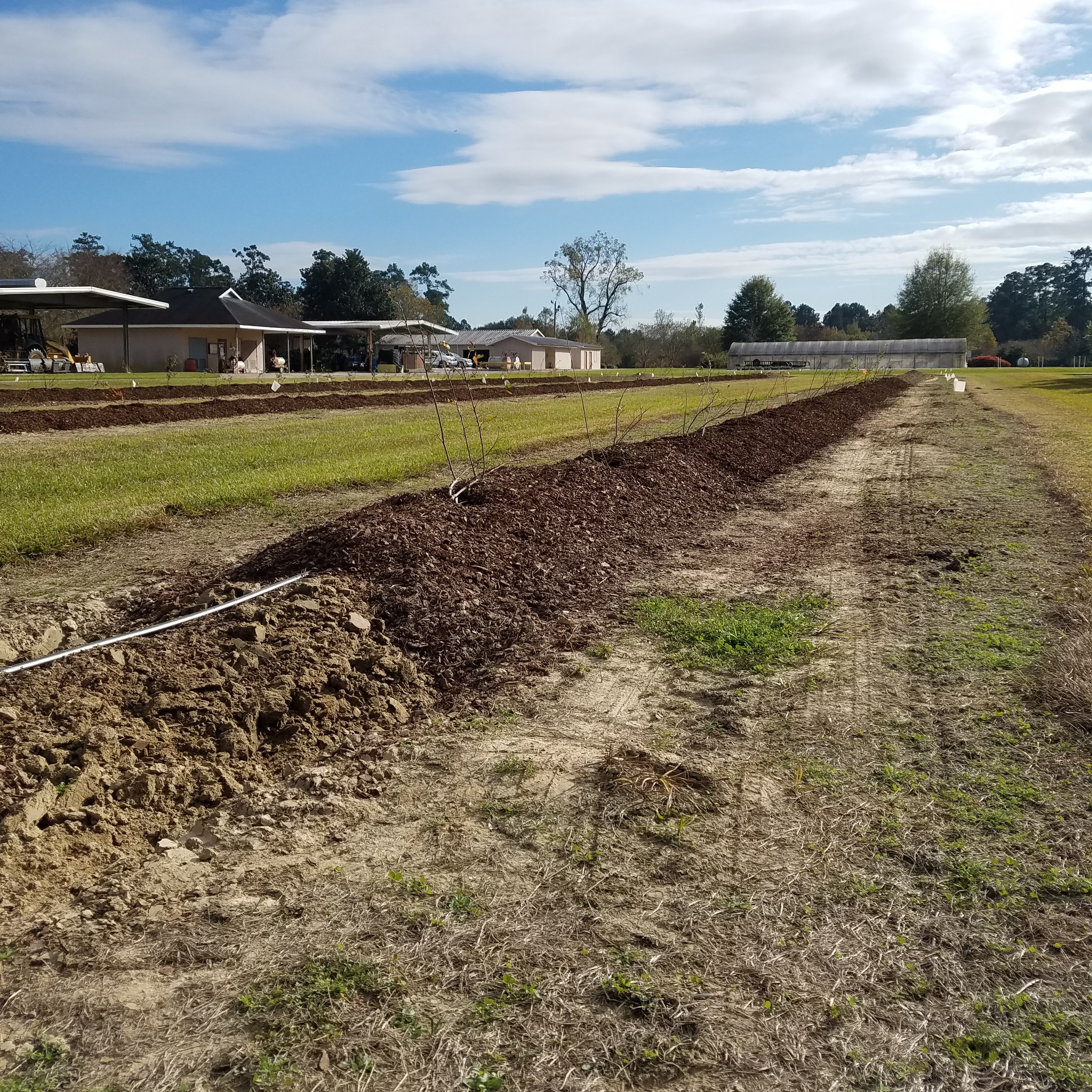 mulch on top of row