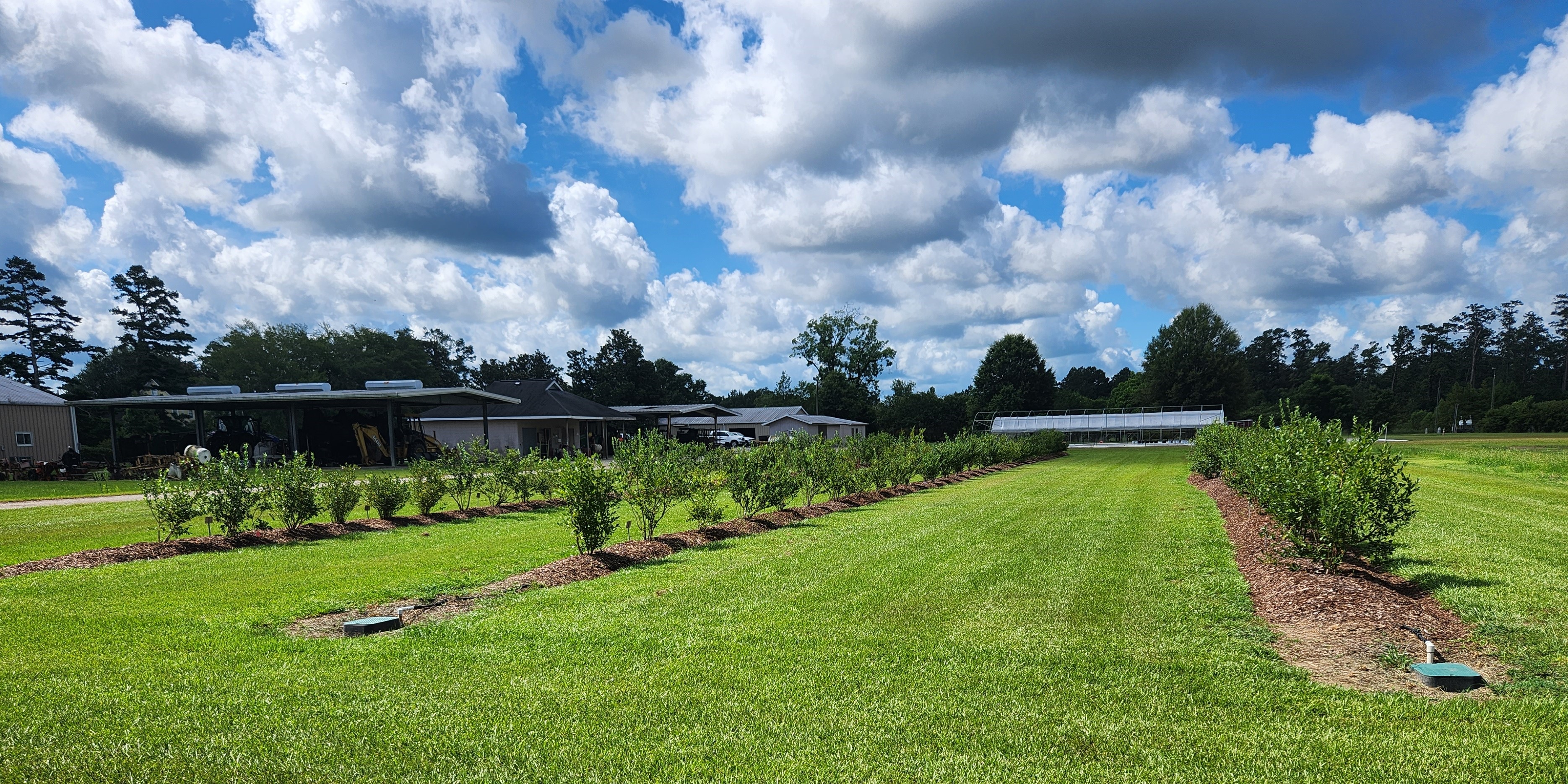 Growing Blueberries Can Be Easy with Good Site Selection and Preparation