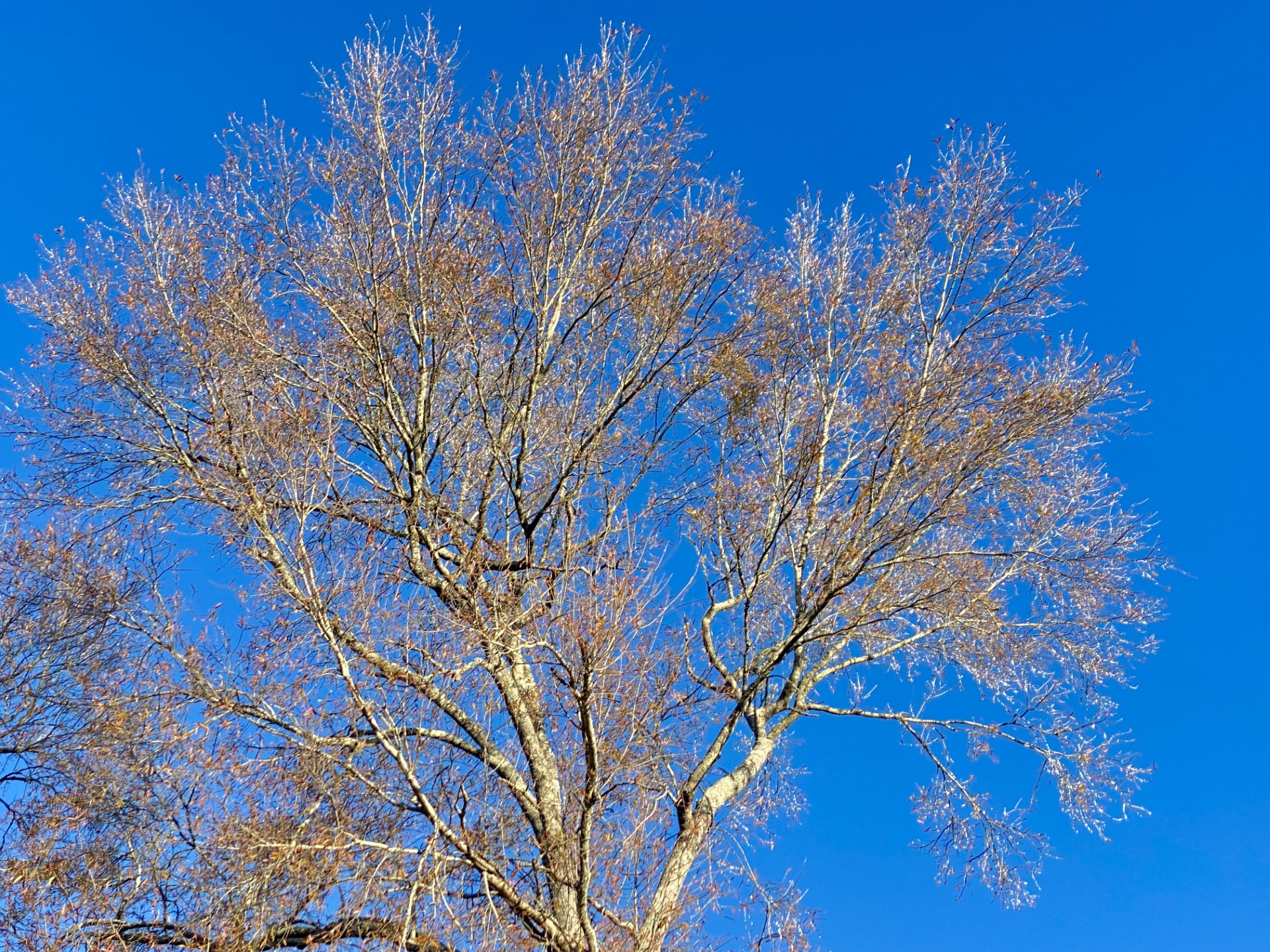 What to do in the garden after a freeze