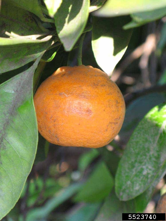 Citrus in the Feliciana Parishes