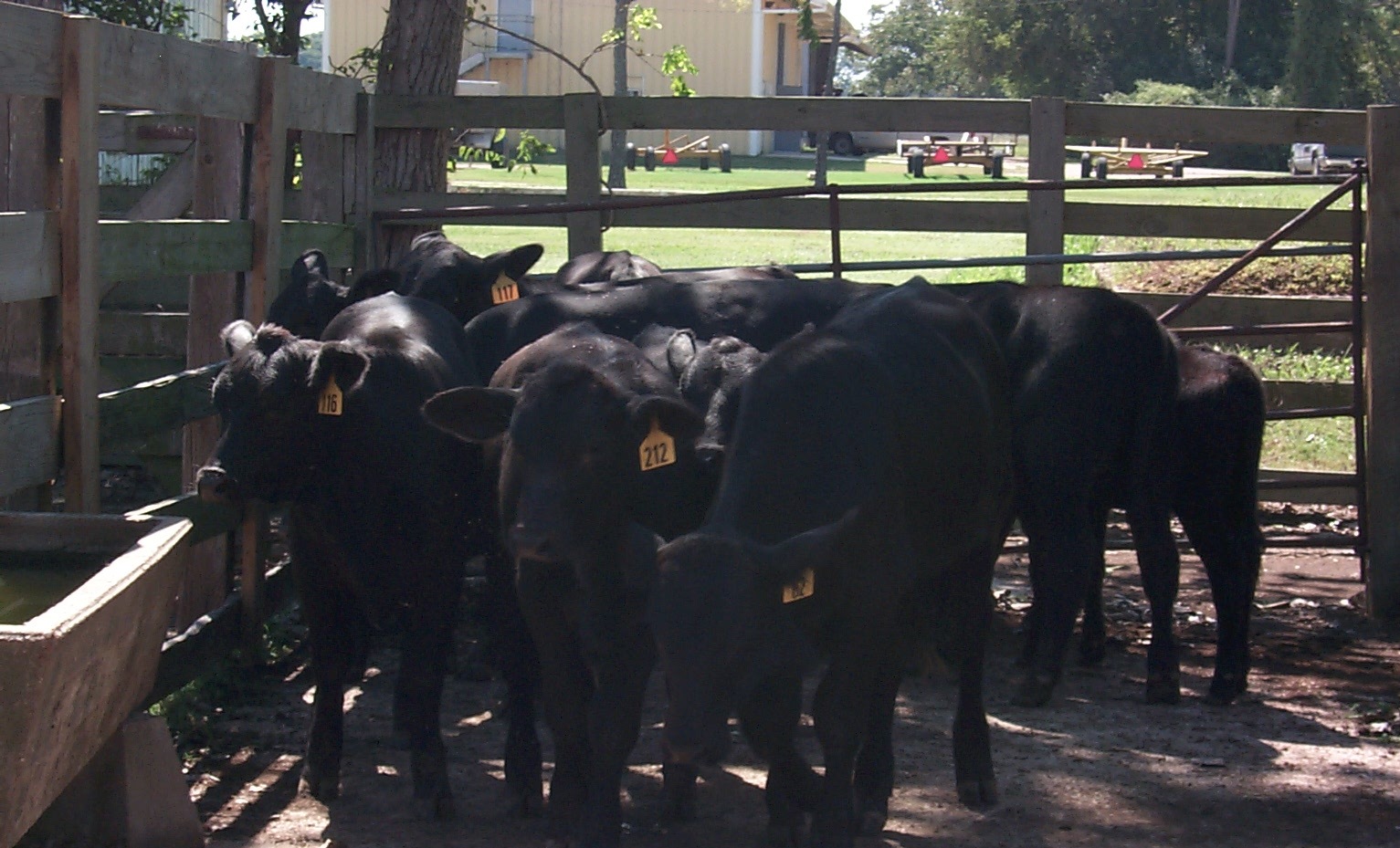 Impact of Moderate and High Weaning Weight EPD Sires on Cow Productivity