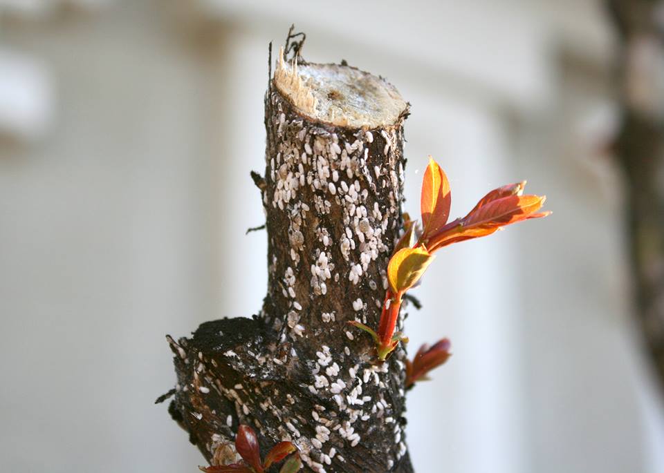 crape myrtle bark scale