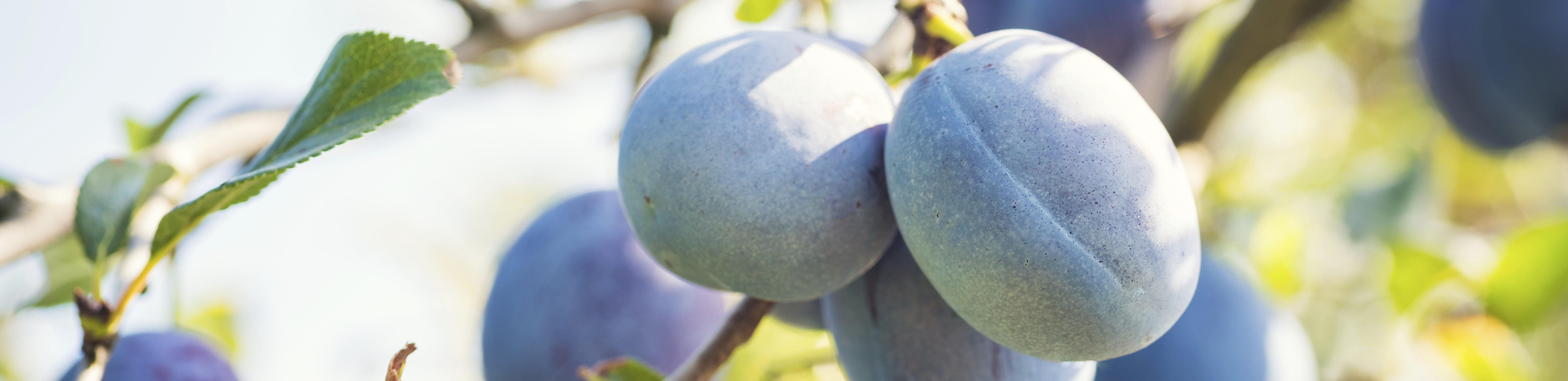 Summer Fruits: Plums