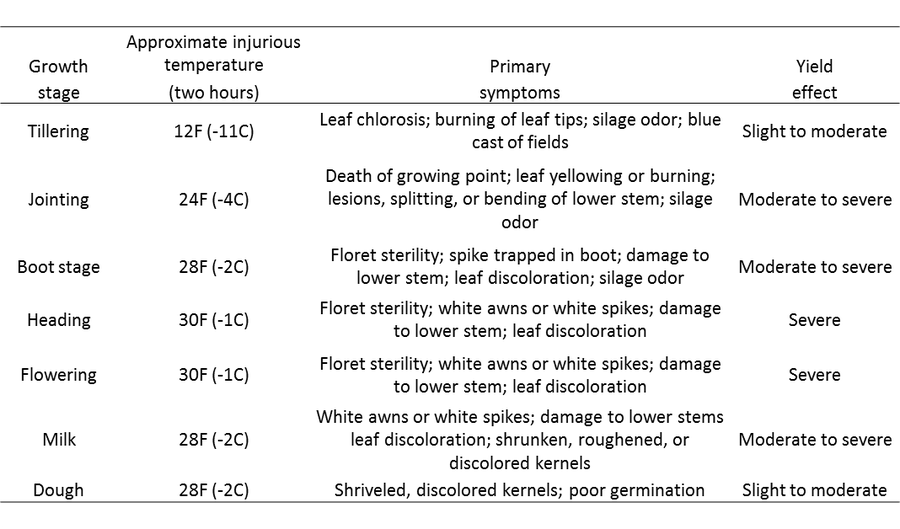 weather damage to wheat at different growth states