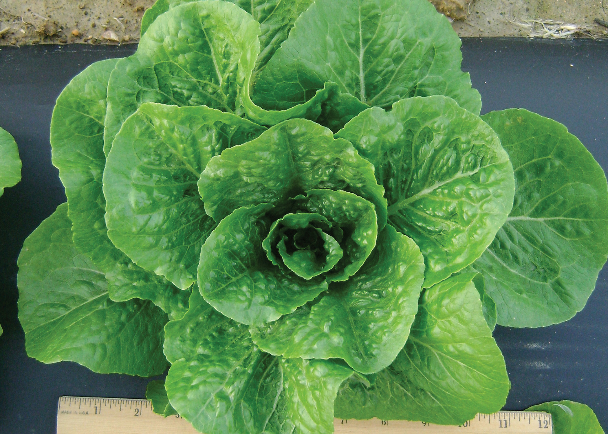 Let Us Eat Lettuce 