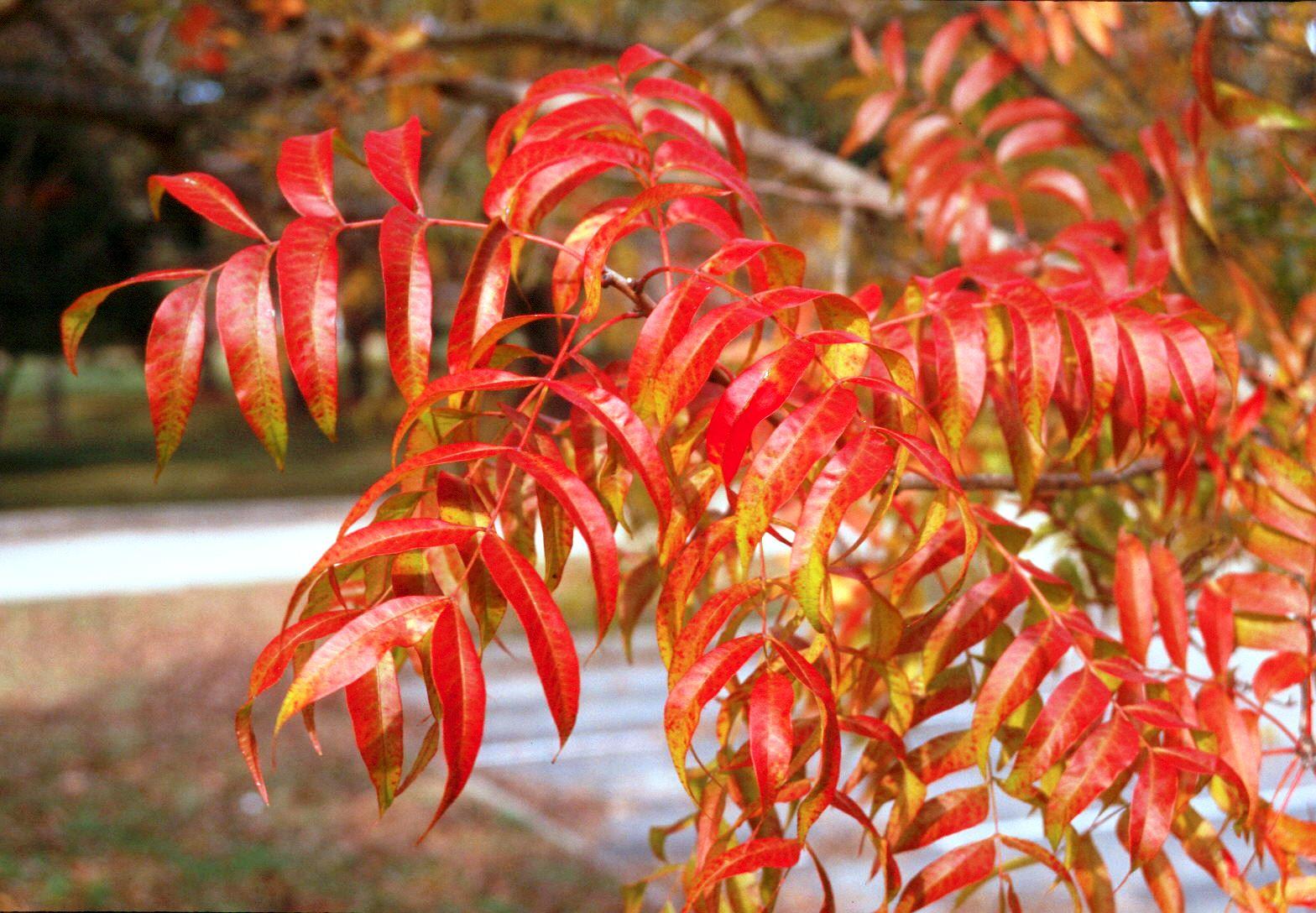 Fall color abounds in Louisiana landscapes